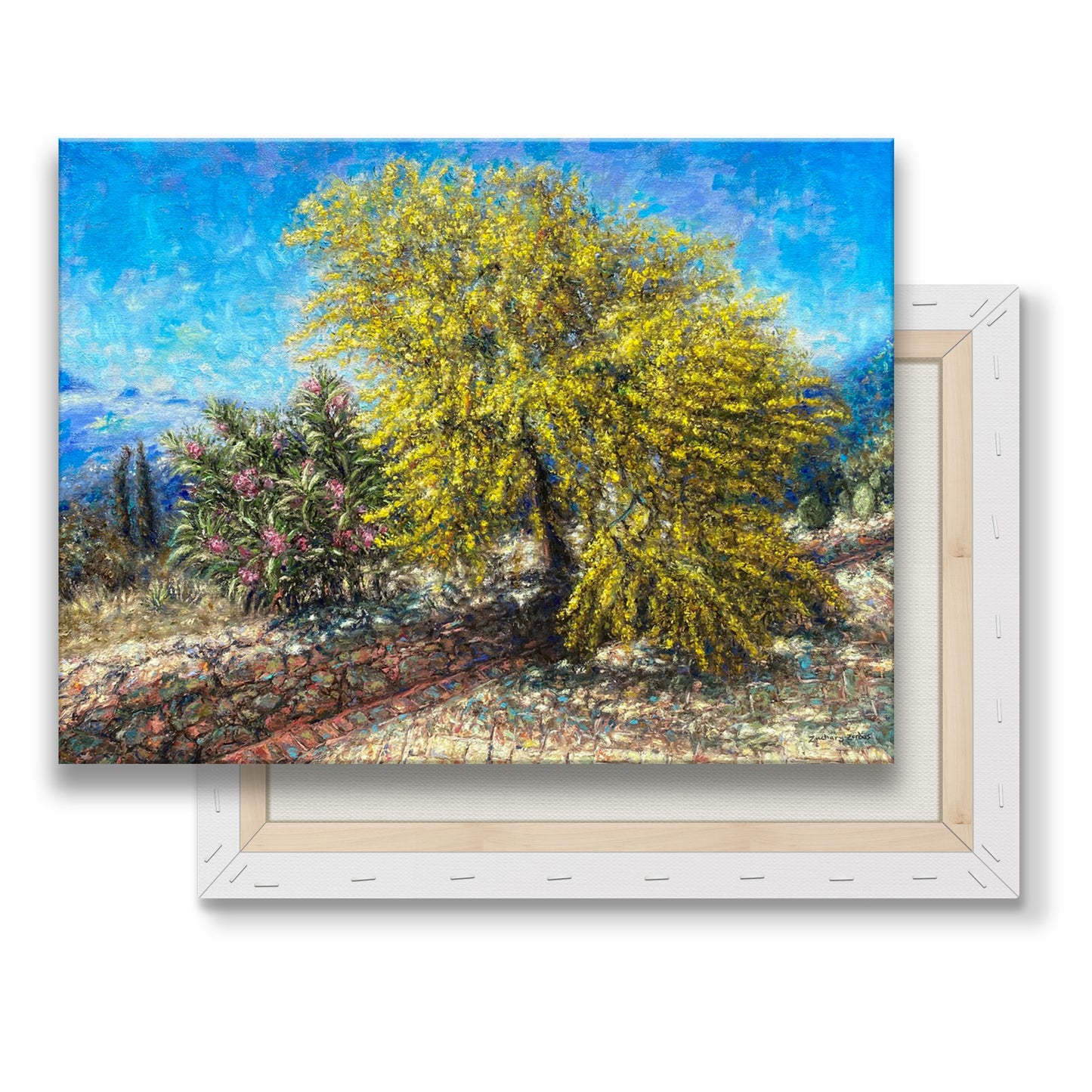 Canvas Print: Acacia Tree in Bloom